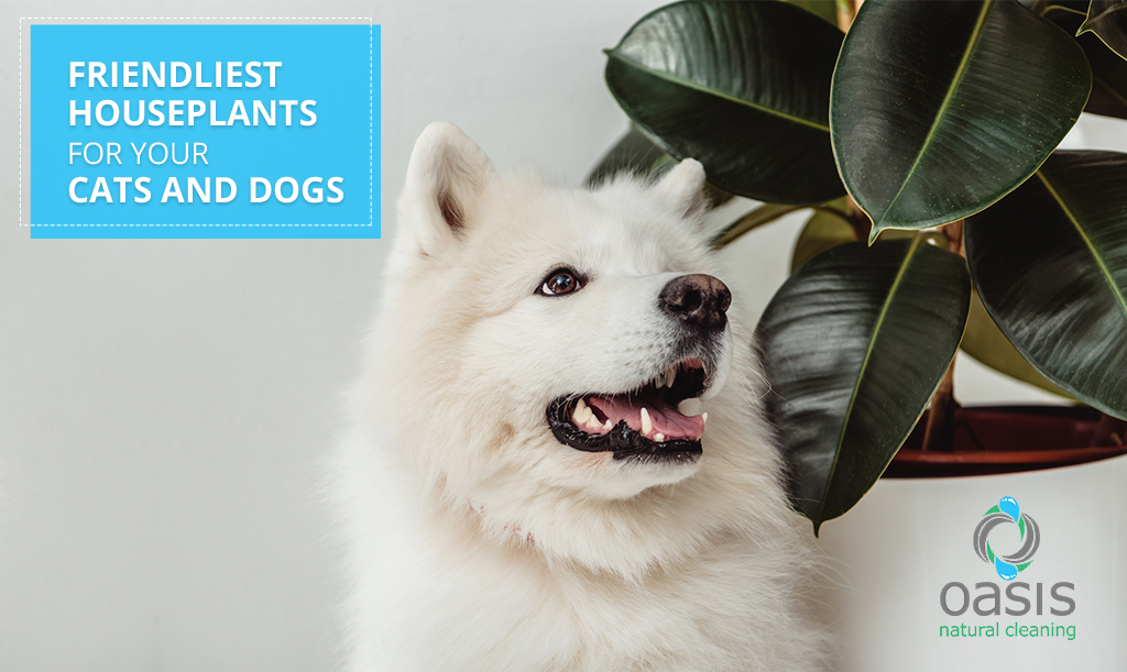 Friendliest Houseplants for Your Cats and Dogs